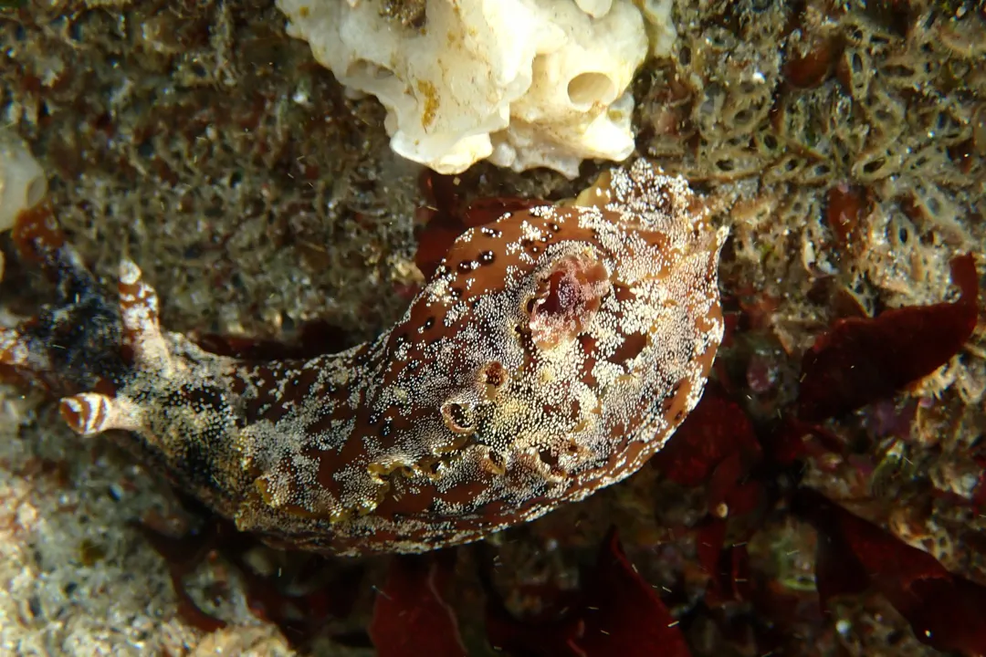 Eyed Seahare
