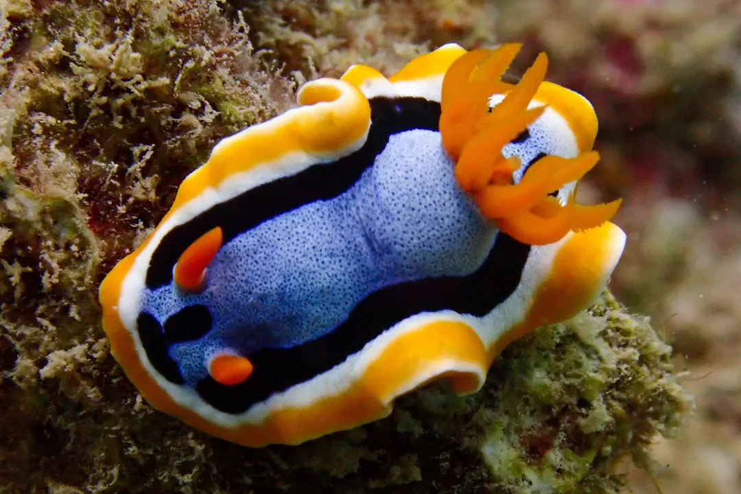 Anna's Chromodoris