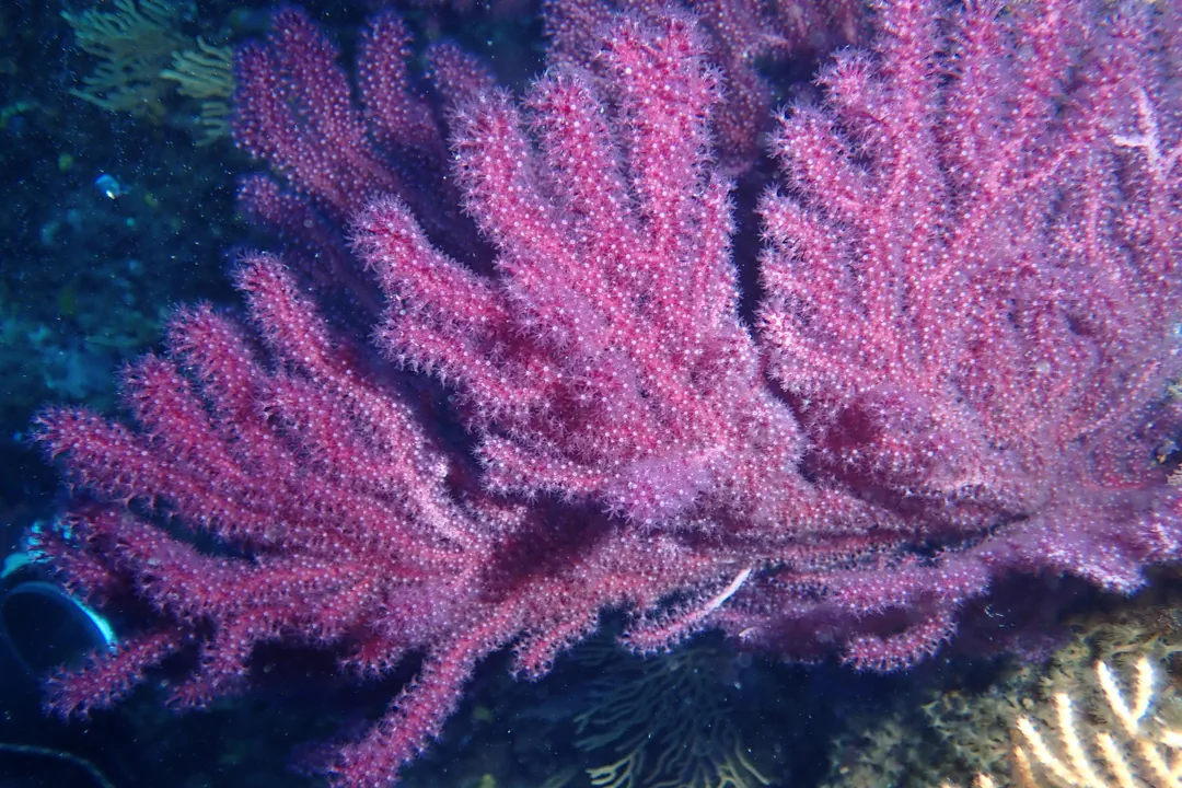Violescent Sea-Whip