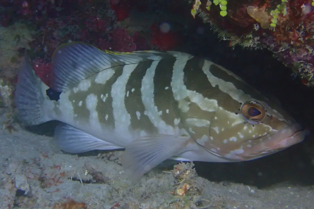 Nassau Grouper (Epinephelus striatus)