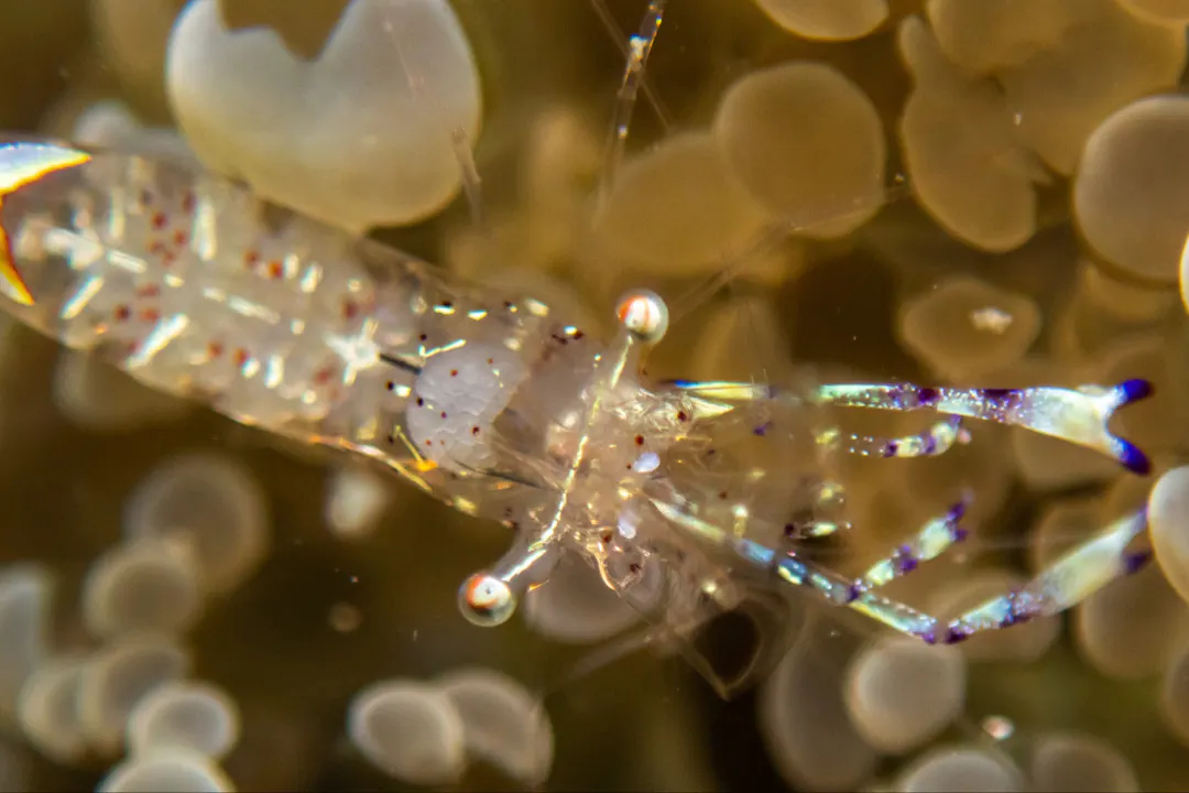 Holthuis' Anemone Shrimp (Ancylomenes holthuisi)