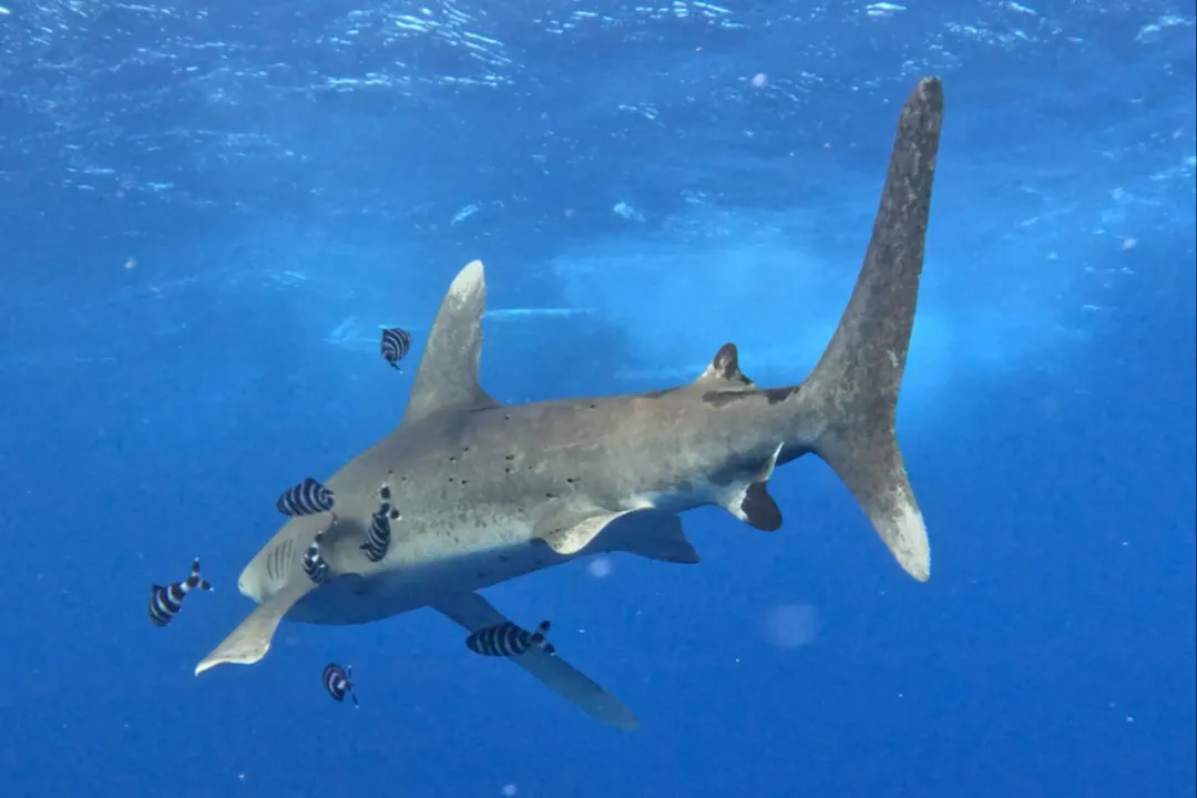 São Tomé and Príncipe: An Equatorial Dive Odyssey