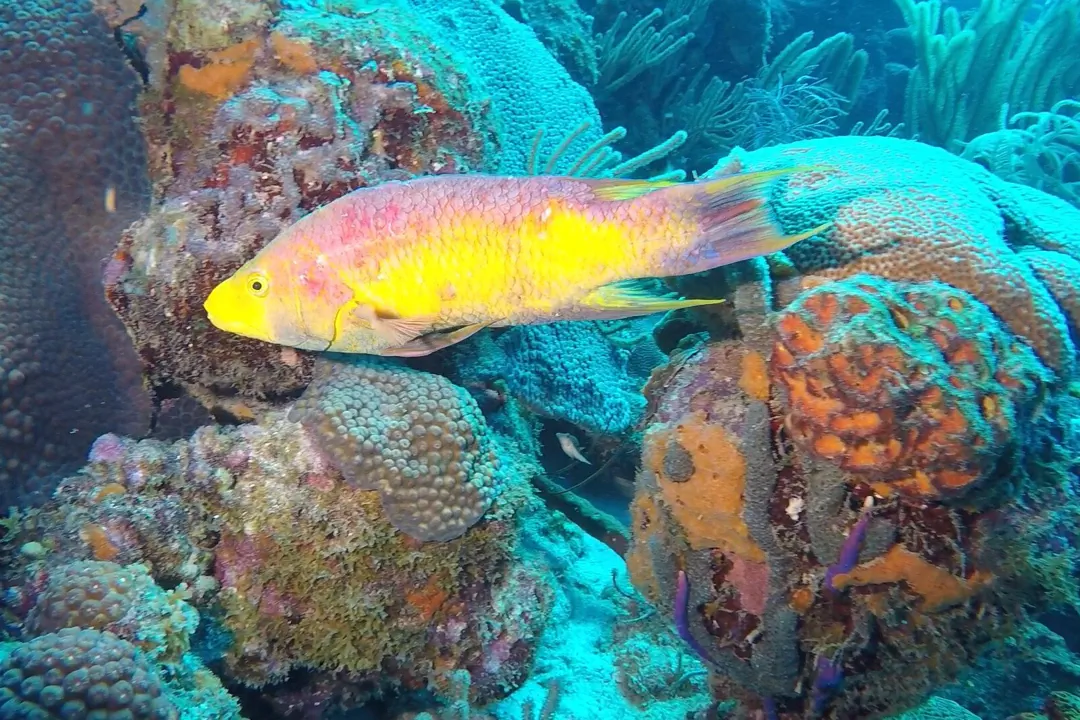 Spanish Hogfish (Bodianus rufus)