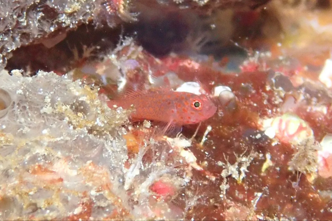 Large-eye Pygmygoby (Trimma flammeum)