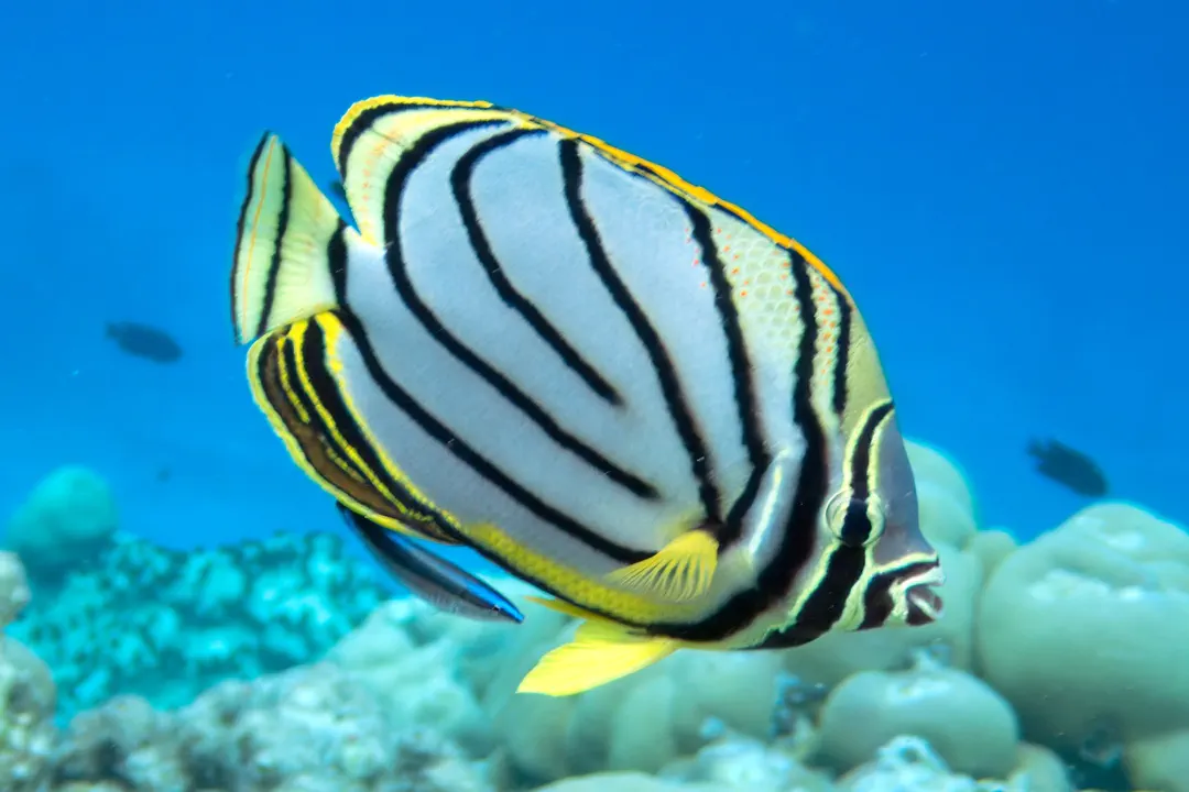 Meyer's Butterflyfish (juvenile) (Chaetodon meyeri)