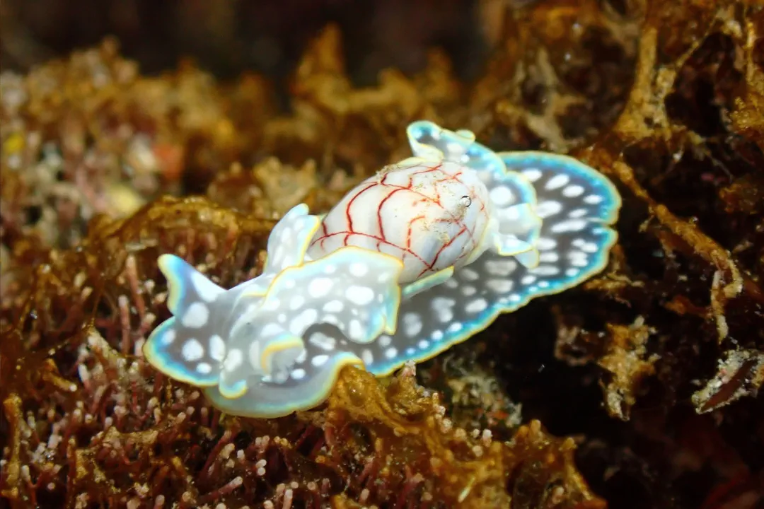 Wavy Bubble Snail
