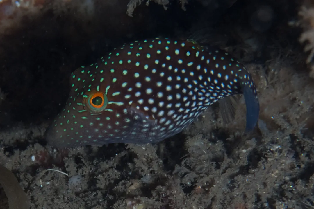 Honeycomb Toby (Canthigaster janthinoptera)