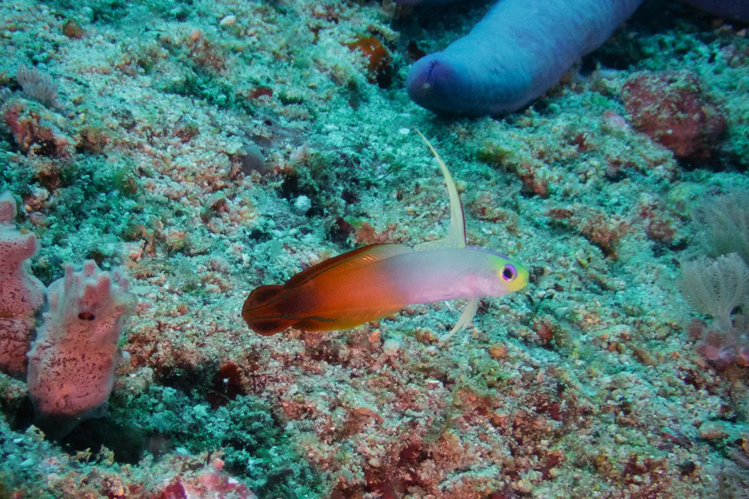 Red Fire Goby (Nemateleotris magnifica)