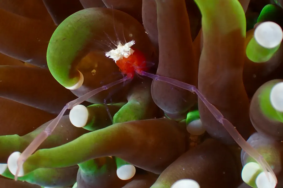 Mushroom Coral Shrimp (Cuapetes kororensis)