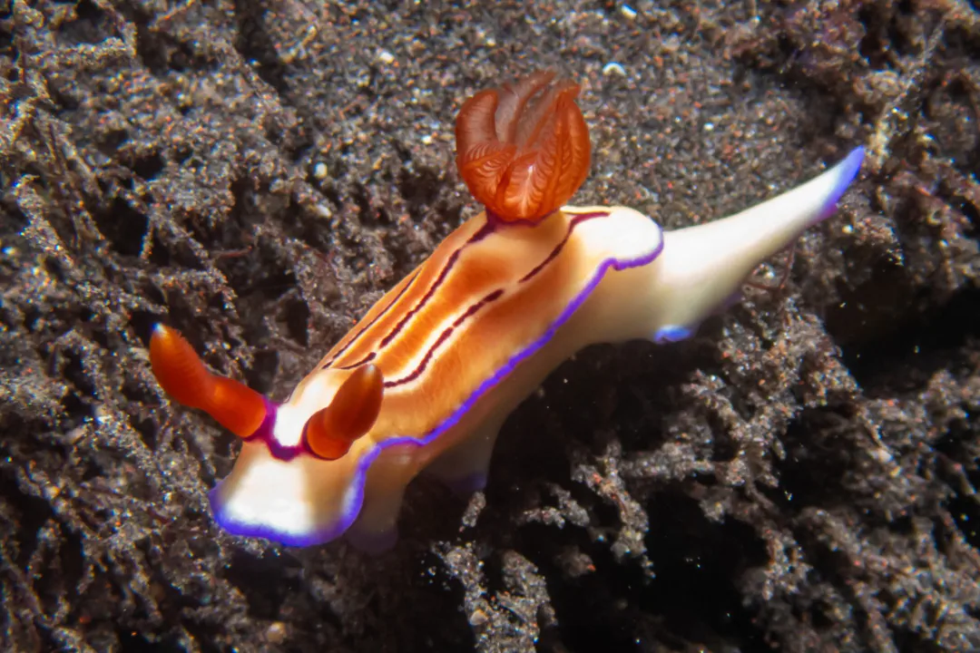 Emma's Hypselodoris (Hypselodoris emma)