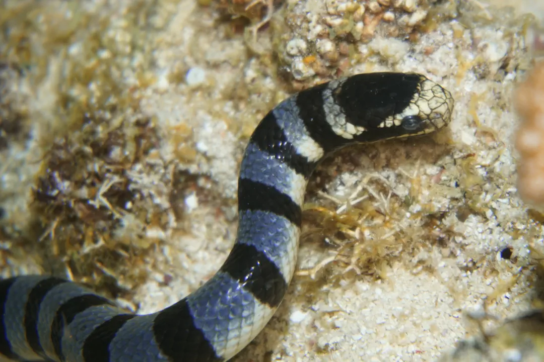 Banded Sea Krait