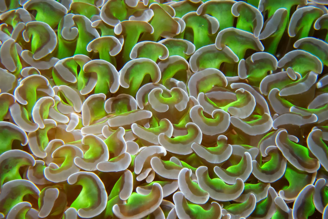 Hammer Coral