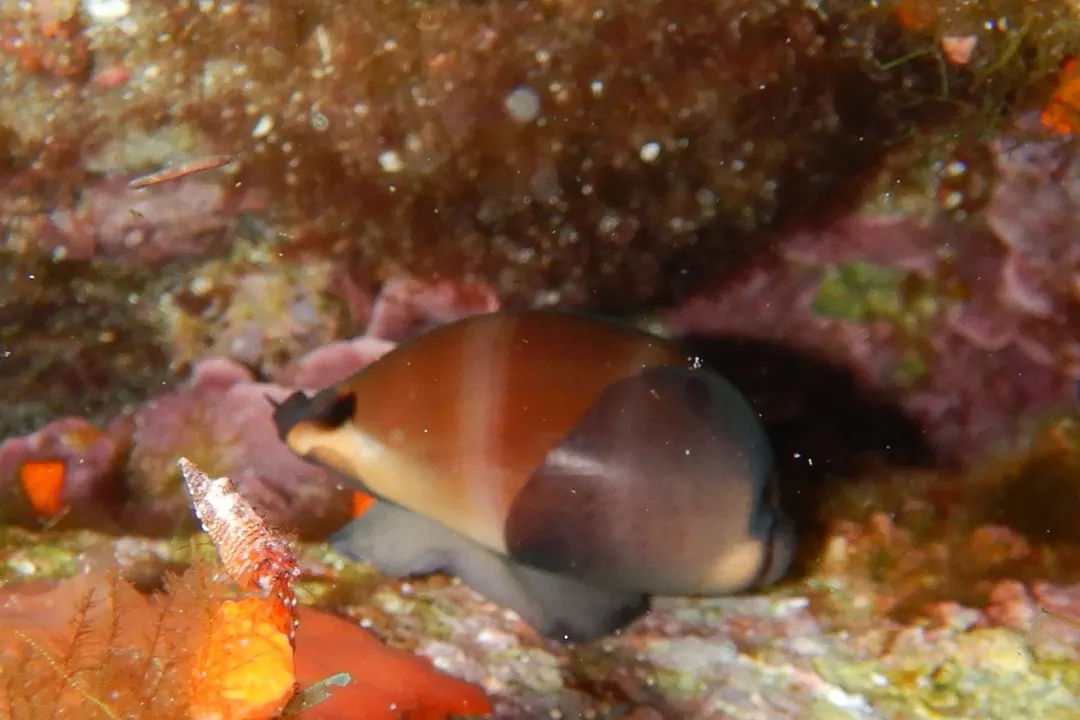 Lurid Cowry