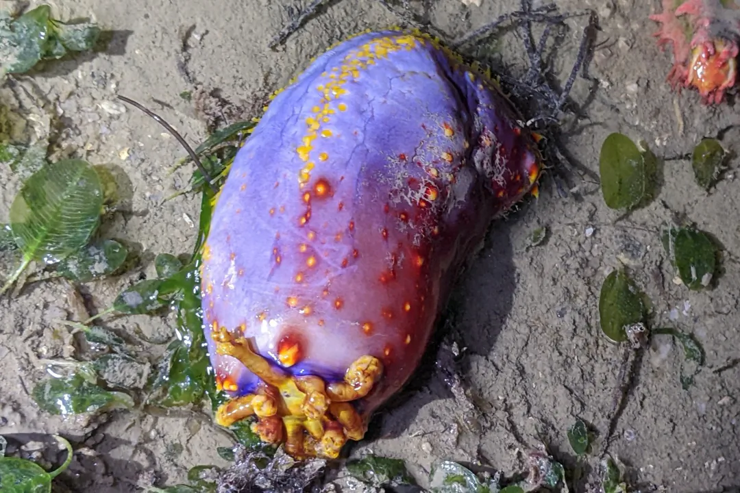 Violet Sea Apple (purple) (Pseudocolochirus violaceus)