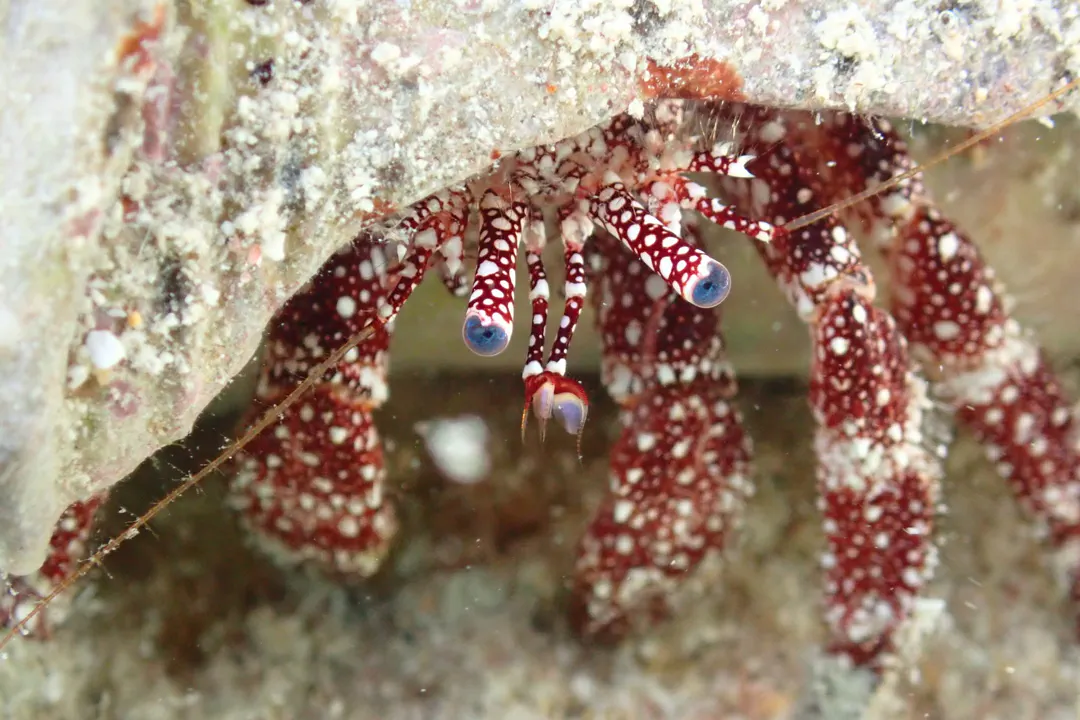 White-speckled Hermit