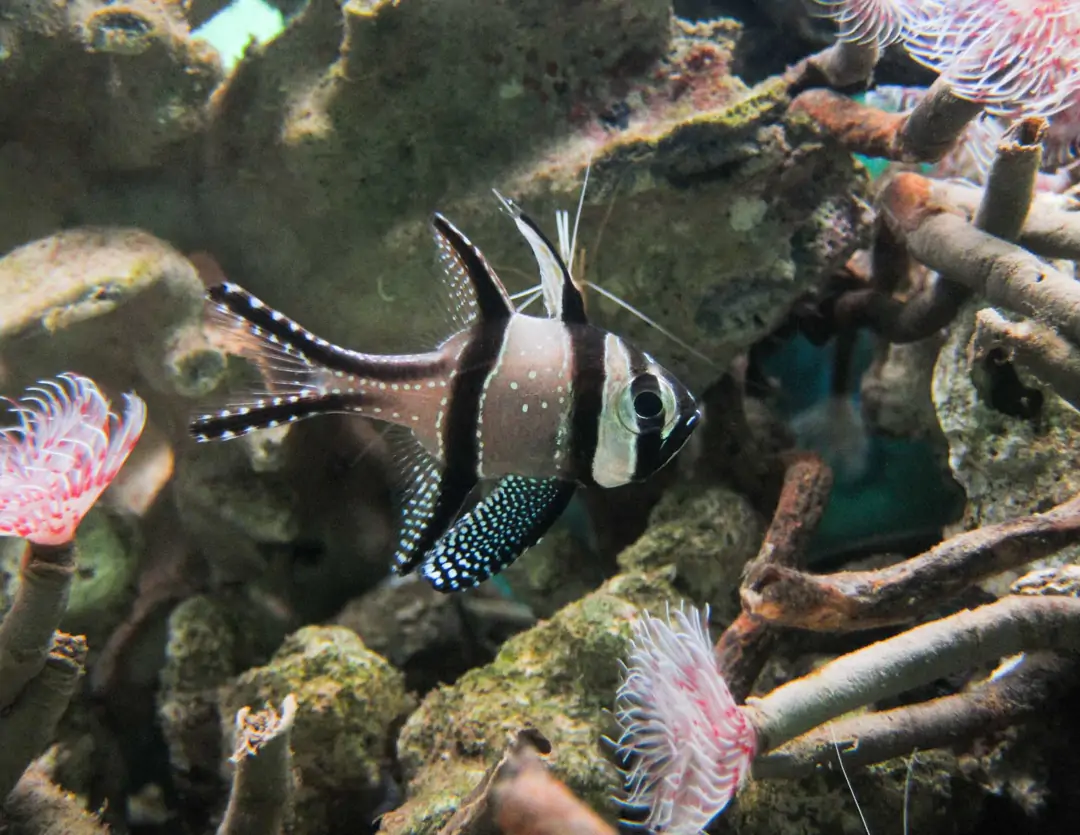 Seabook: Banggai Cardinalfish