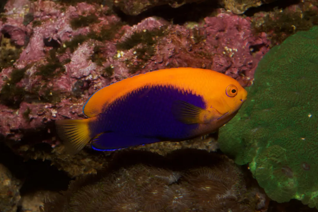 Orangeback angelfish (Centropyge acanthops)