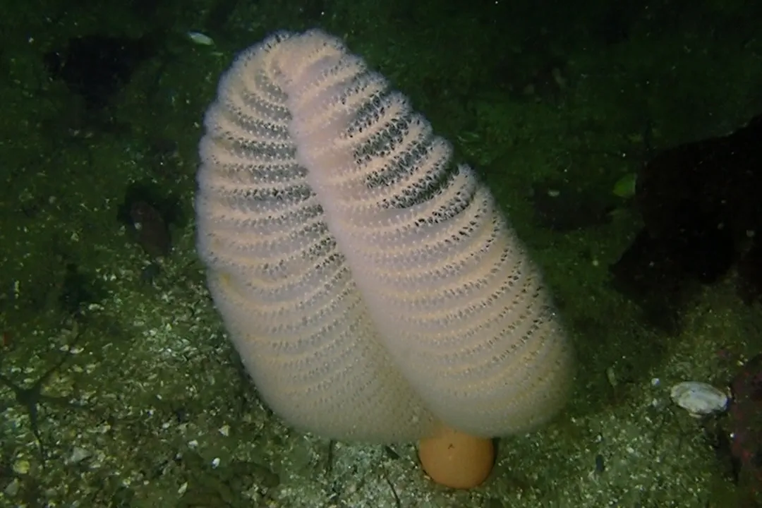 Orange Sea Pen
