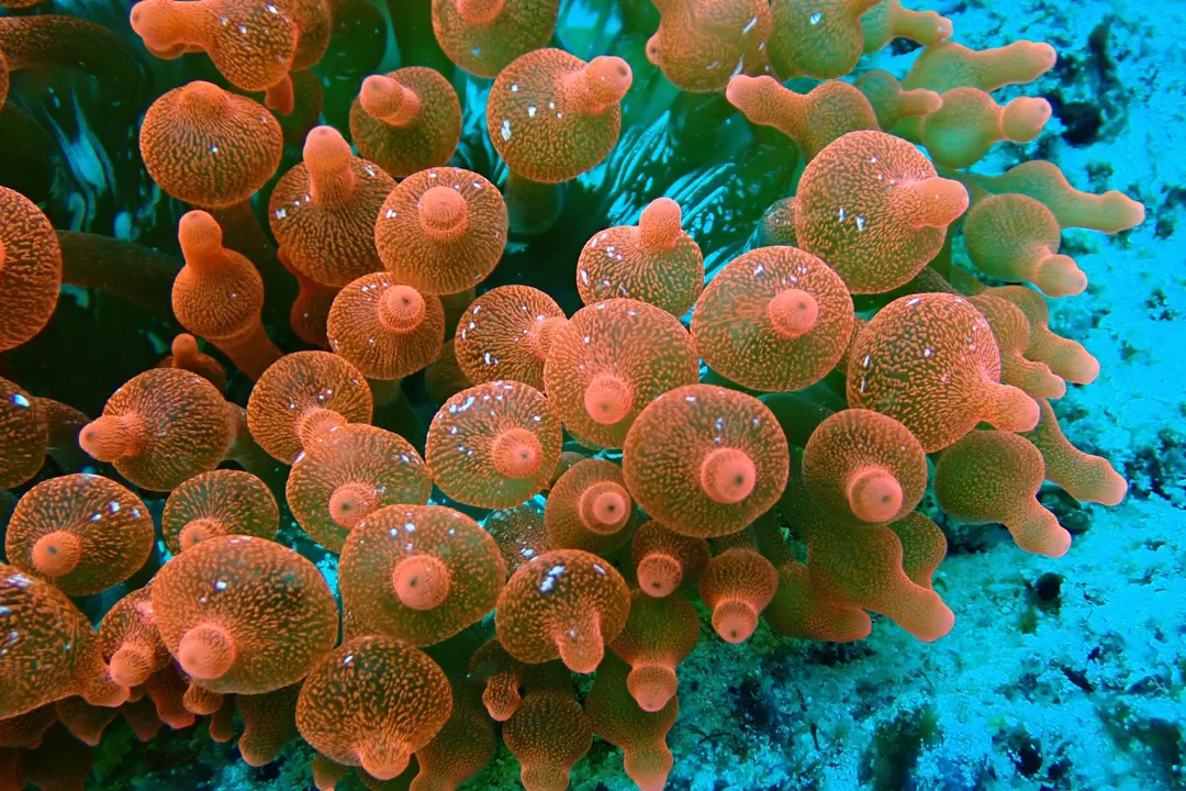 Bubble-tip Anemone (orange) (Entacmaea quadricolor)