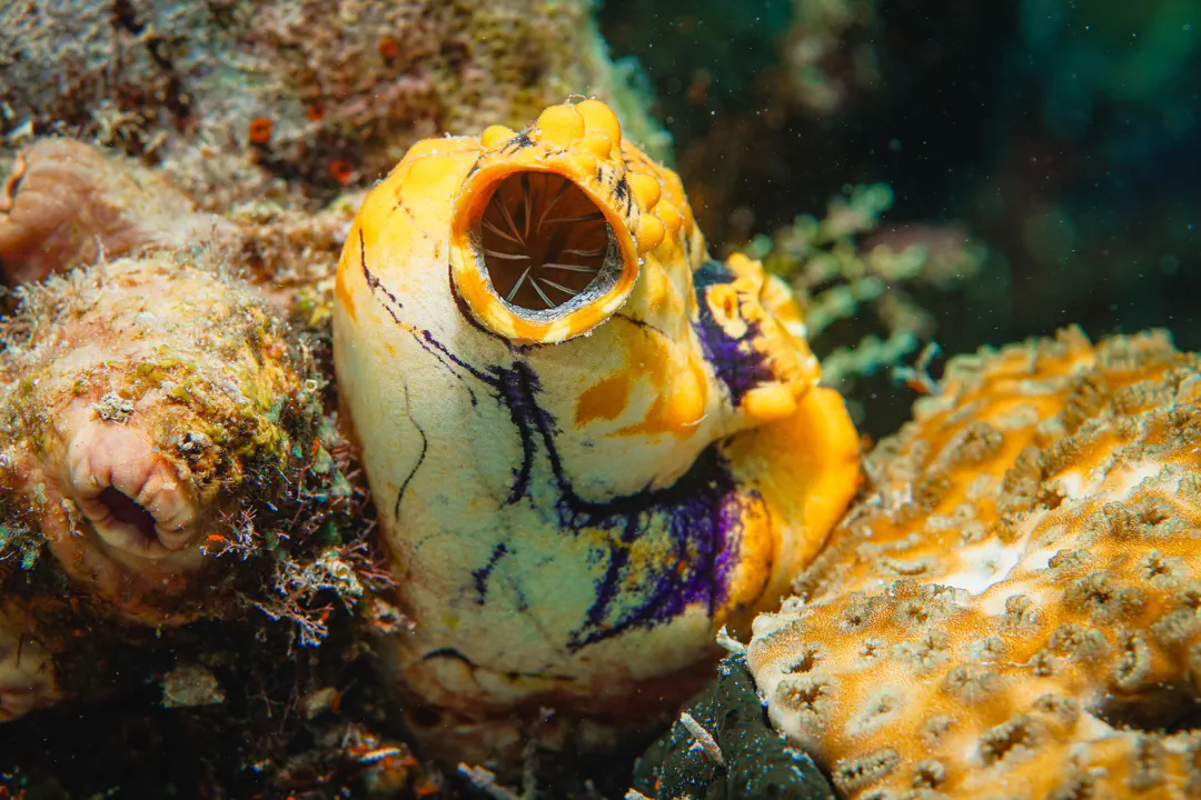 Golden Sea Squirt
