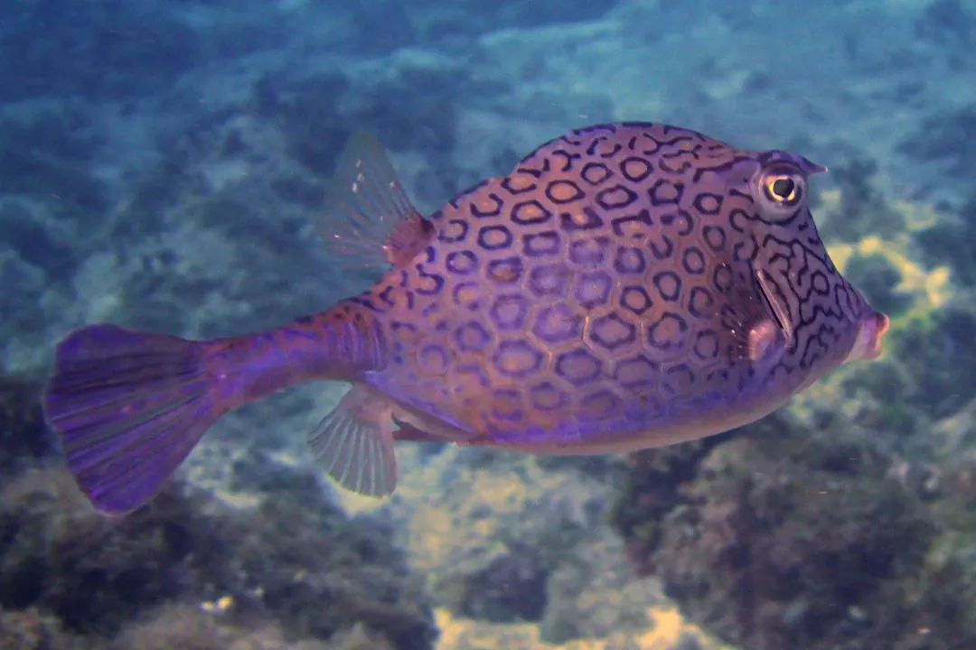 Honeycomb Cowfish