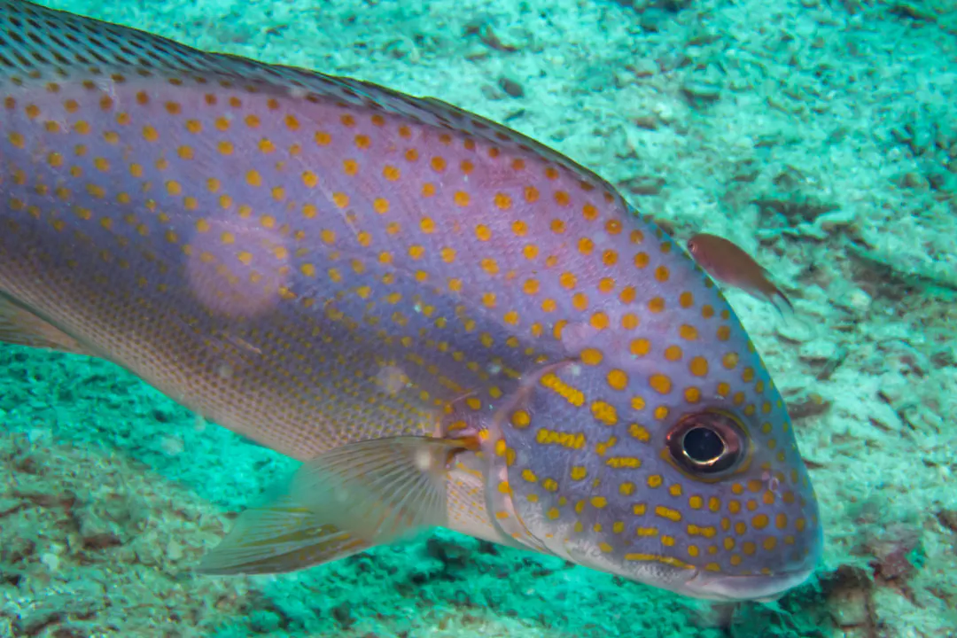 Painted Sweetlips (spotted-lined) (Diagramma pictum)