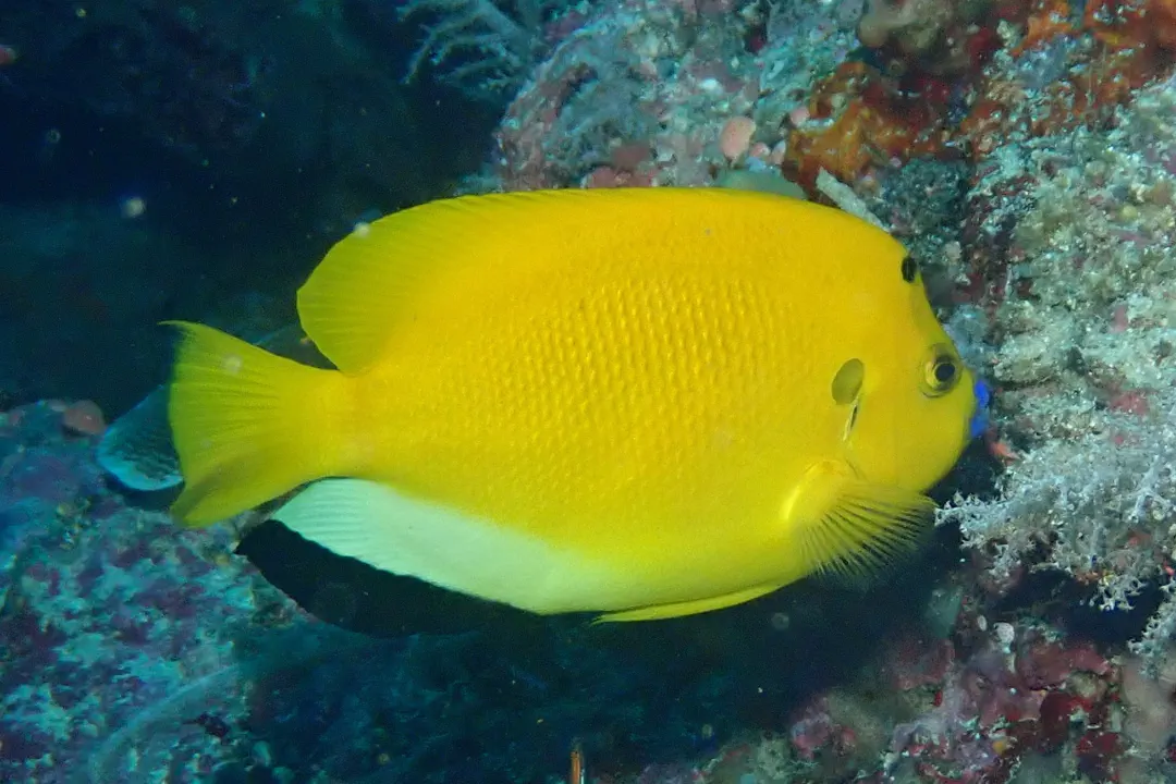Threespot Angelfish (Apolemichthys trimaculatus)