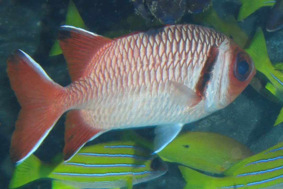 Blacktip Soldierfish