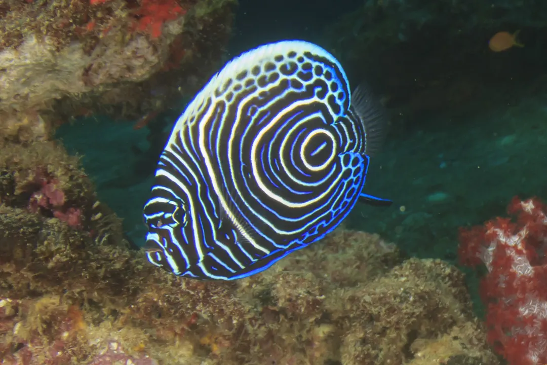 Emperor Angelfish (juvenile)