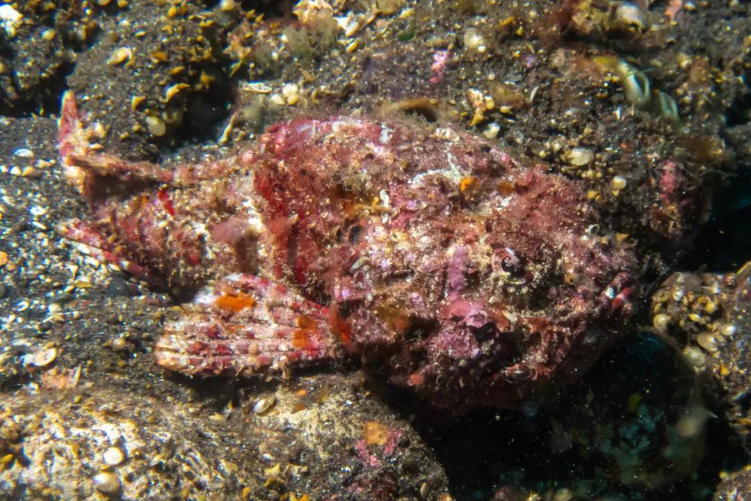 Pacific Monkeyfish
