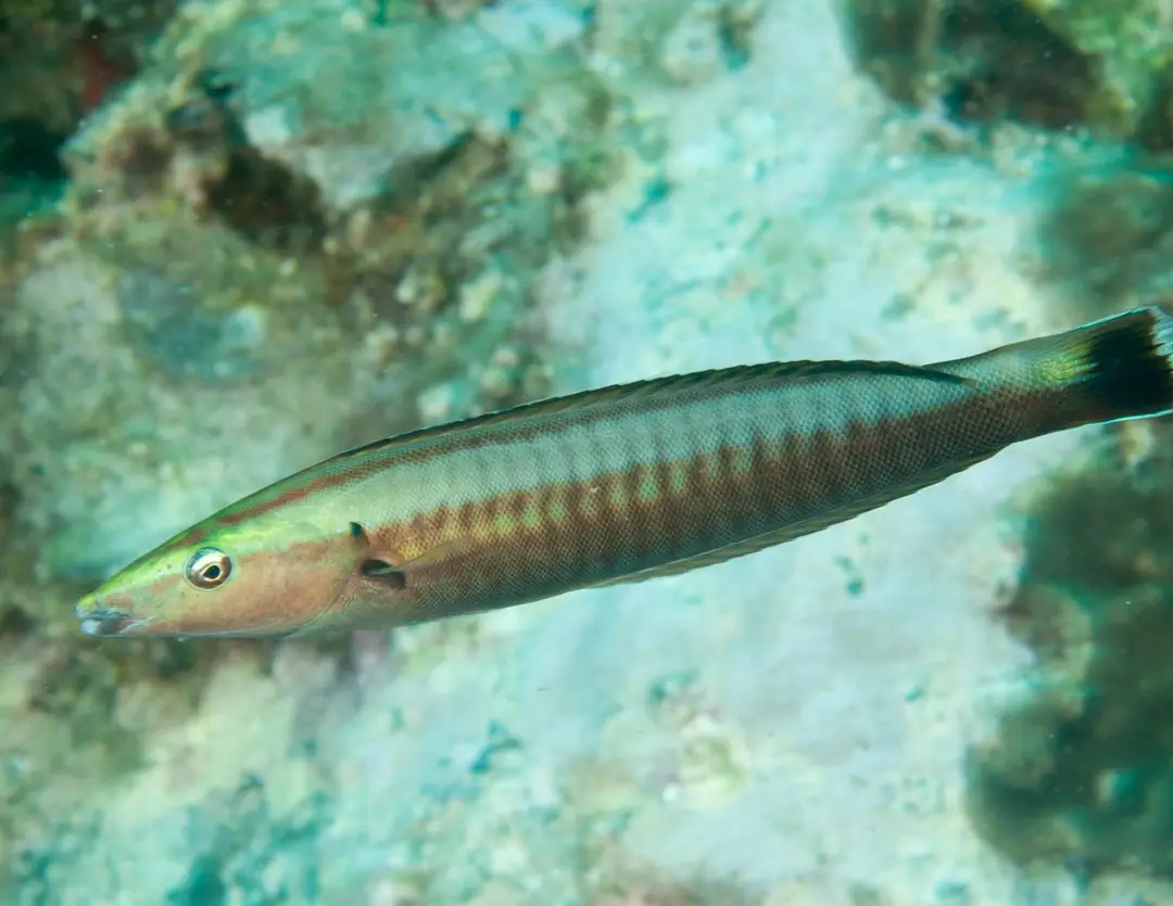 Seabook: Ringed Wrasse