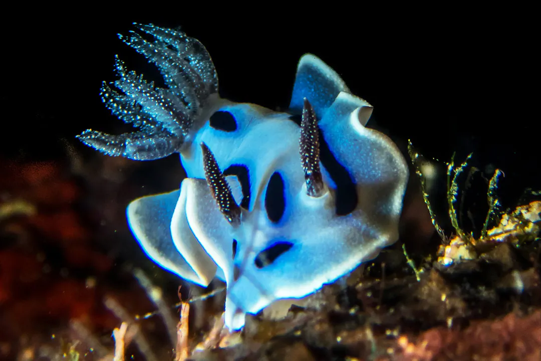 Willan's Chromodoris (Chromodoris willani)
