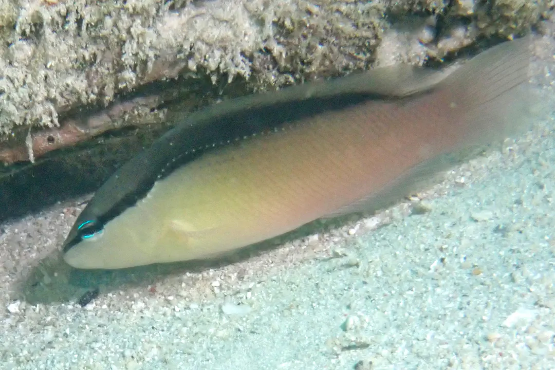 Blackstripe Dottyback