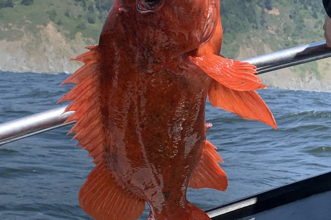 Vermilion Rockfish