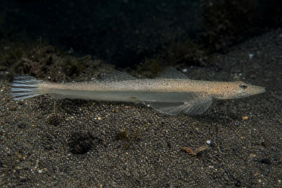 Northern Sand Flathead (Platycephalus endrachtensis)