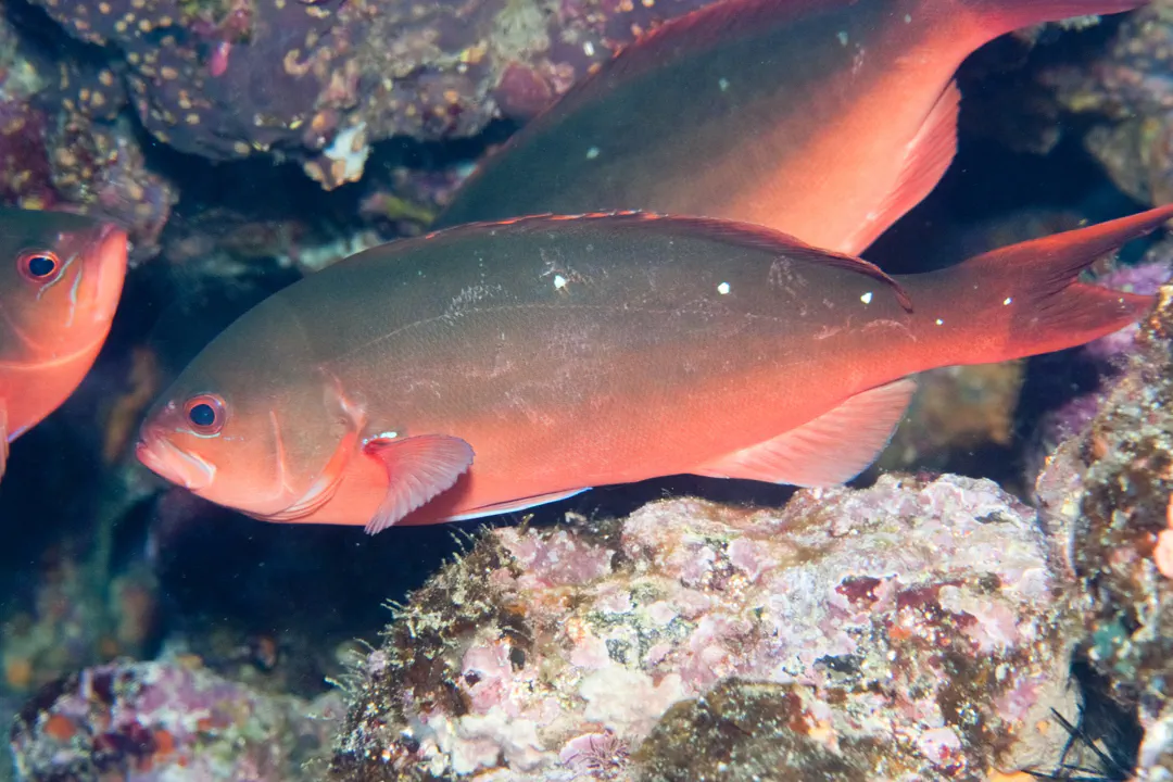 Pacific Creolefish (Paranthias colonus)