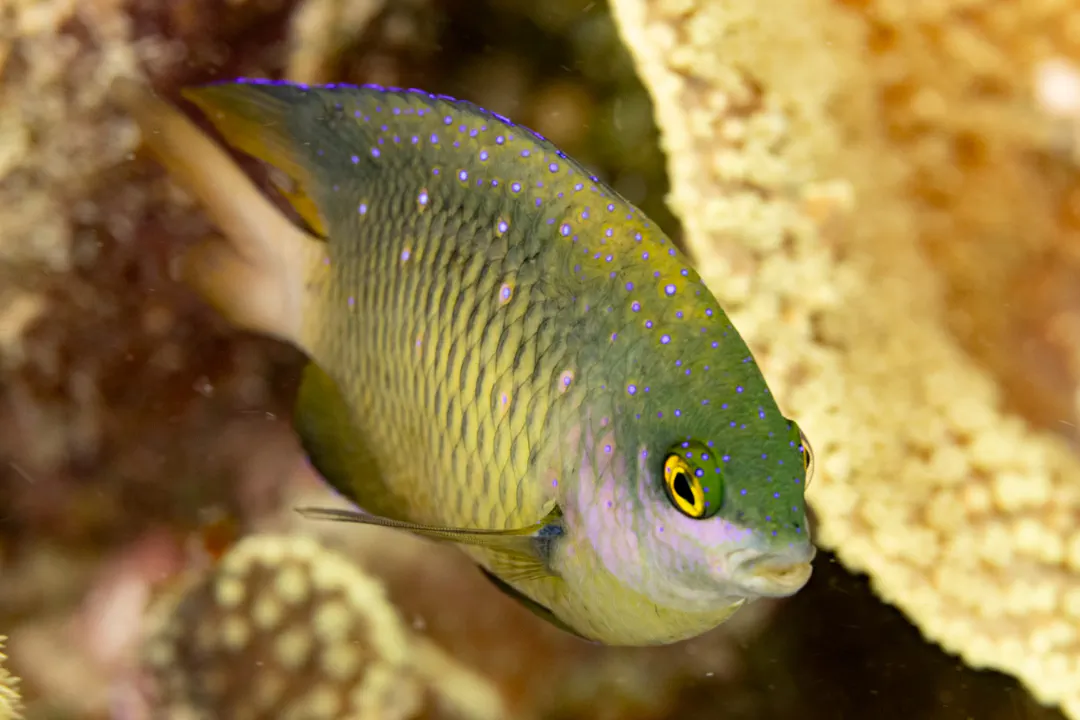 Jewel Damsel (Plectroglyphidodon lacrymatus)