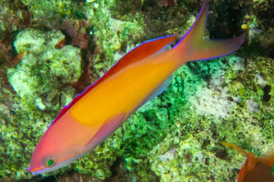 Redfin Anthias