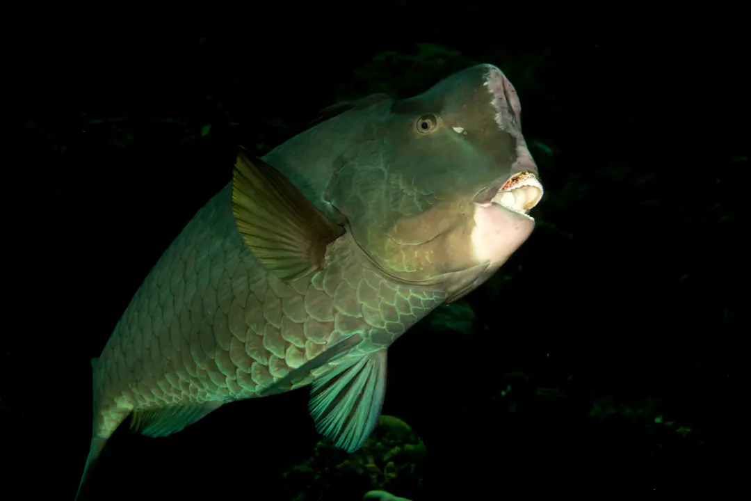 Green Humphead Parrotfish