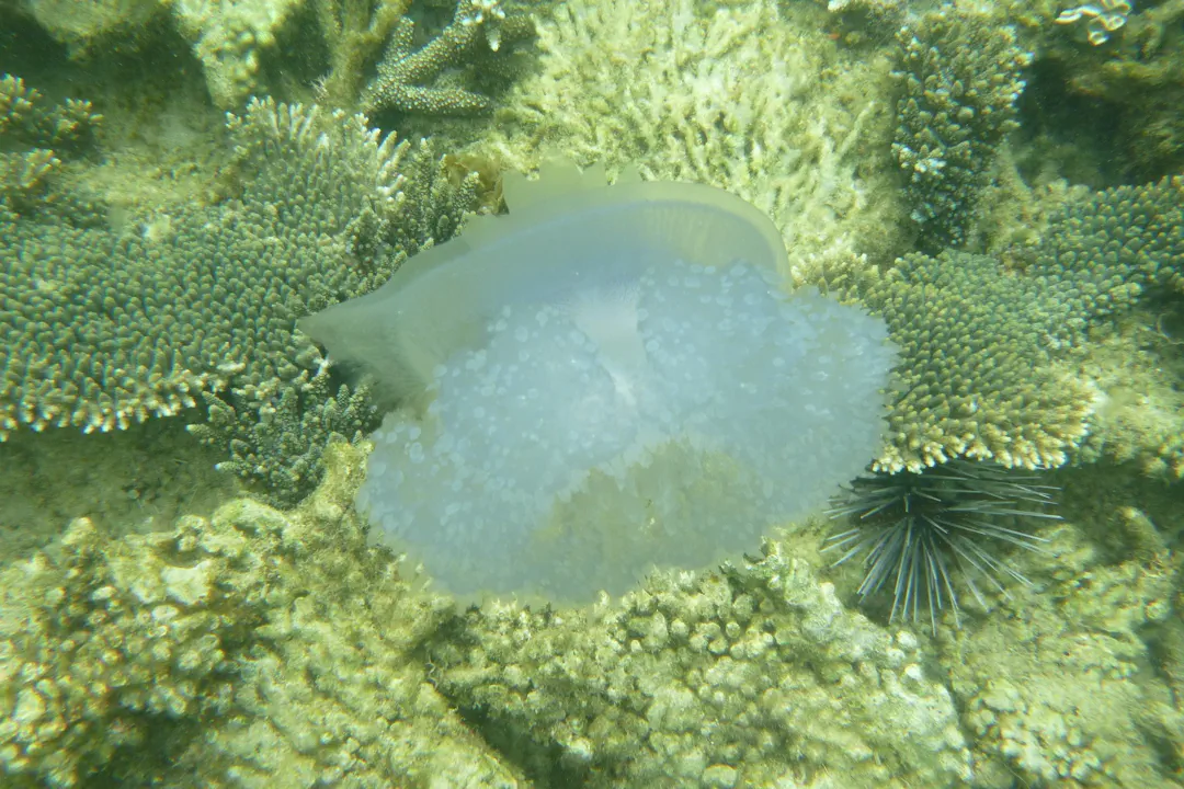 Purple Crowned Jelly
