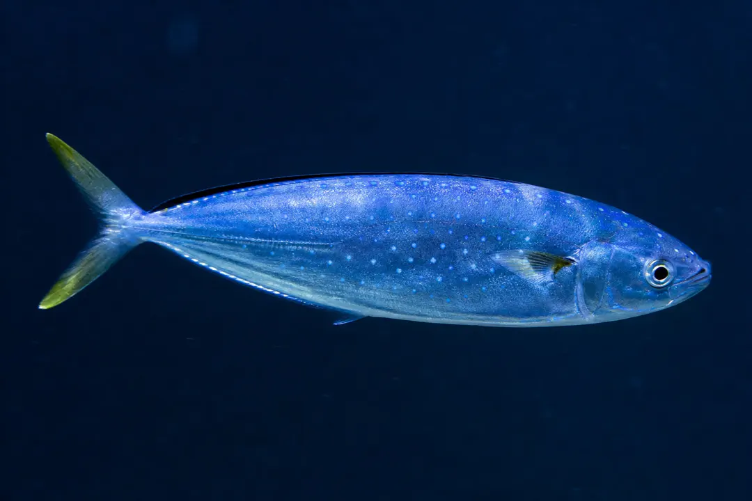 Pompano Dolphinfish
