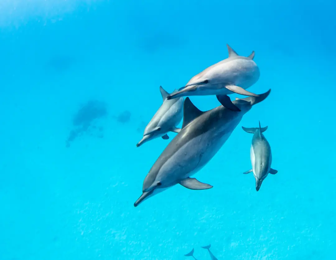 Seabook: Spinner Dolphin