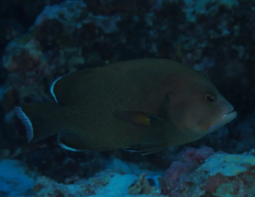 Seabook: Redmouth Grouper (juvenile)