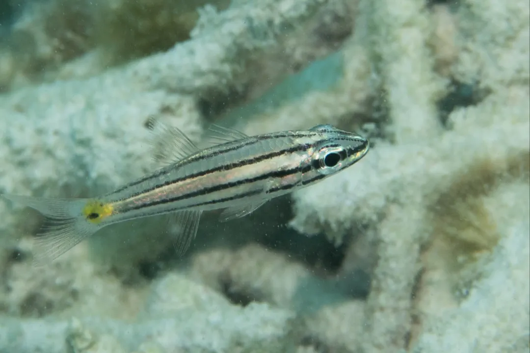 Toothy Cardinalfish (Cheilodipterus isostigma)