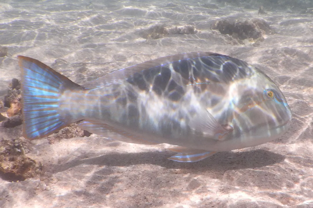 Bluespotted Tuskfish