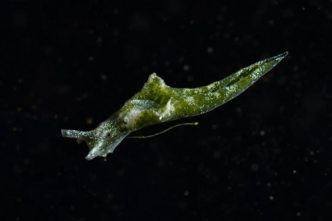 Elysia gordanae (Elysia gordanae)