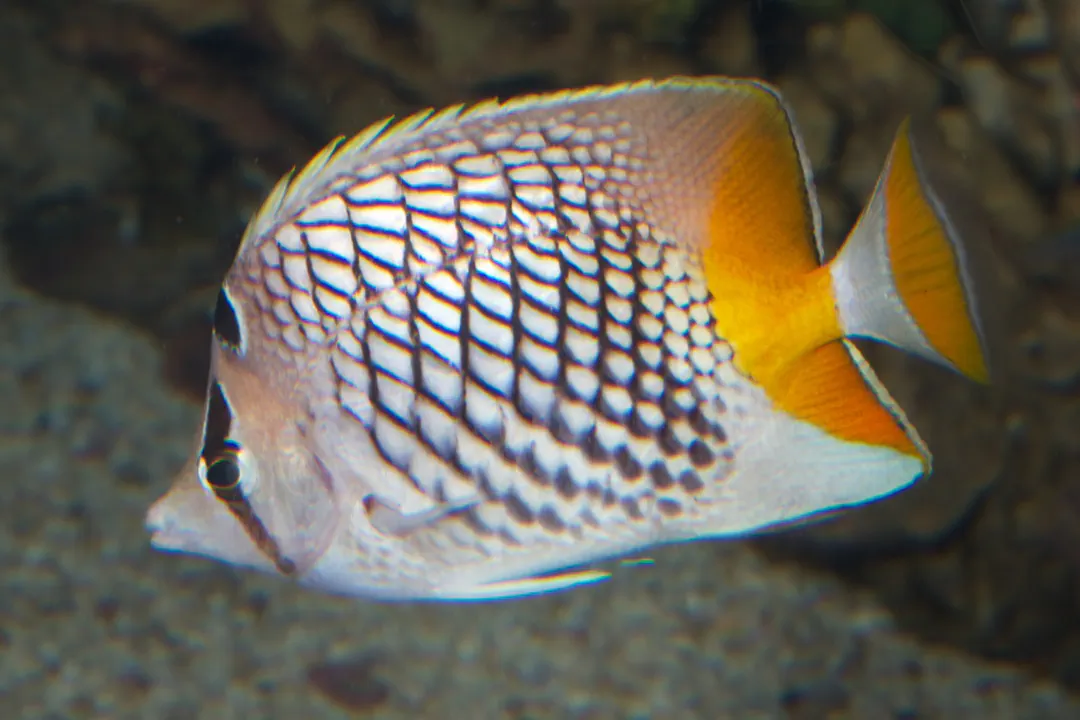Crosshatch Butterflyfish (Chaetodon xanthurus)