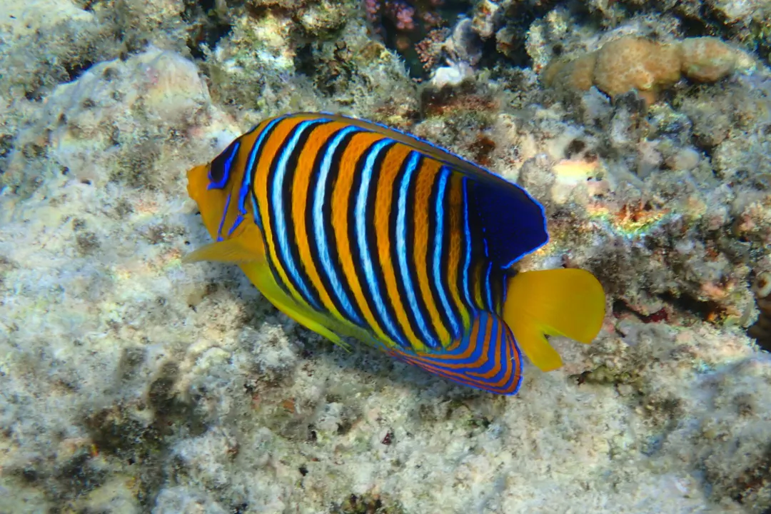 Royal Angelfish (Pygoplites diacanthus)
