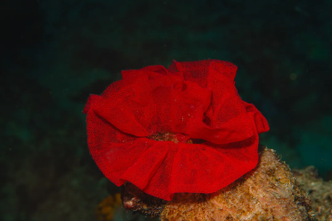 Spanish Dancer (egg ribbon) (Hexabranchus sanguineus)