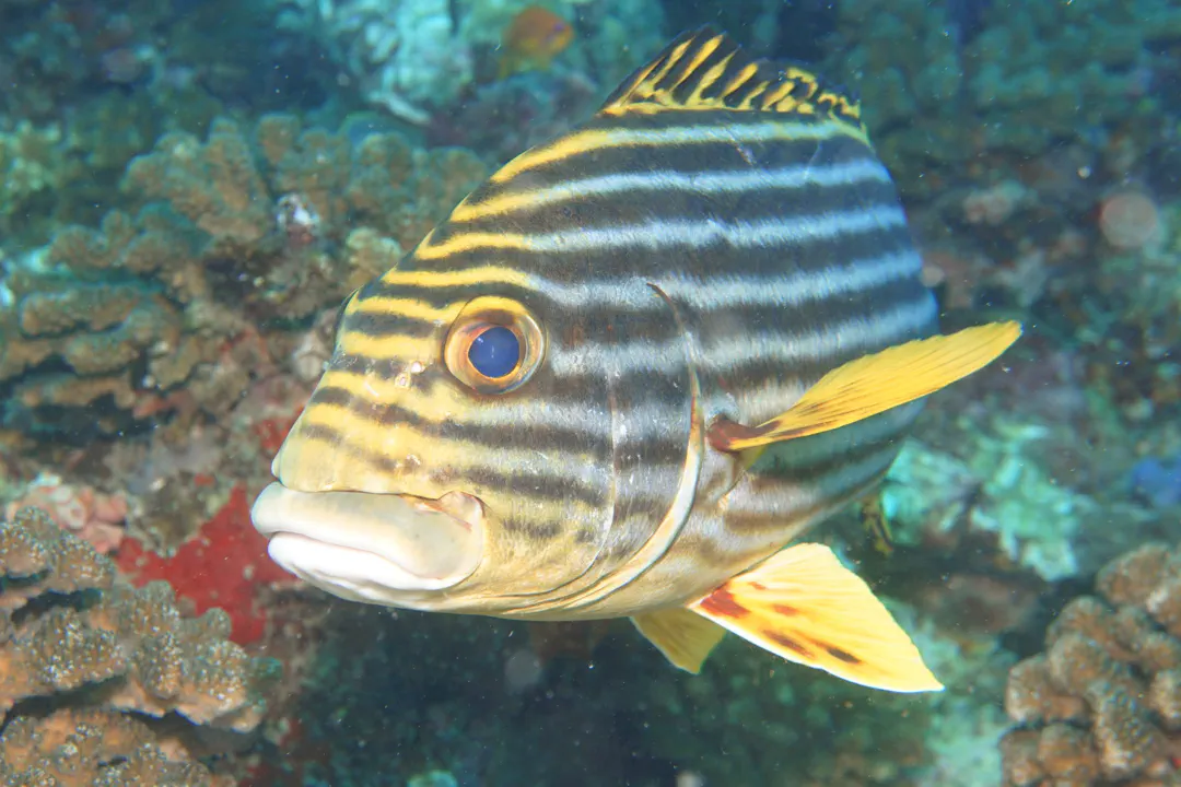 Indian Ocean Oriental Sweetlips (Plectorhinchus vittatus)